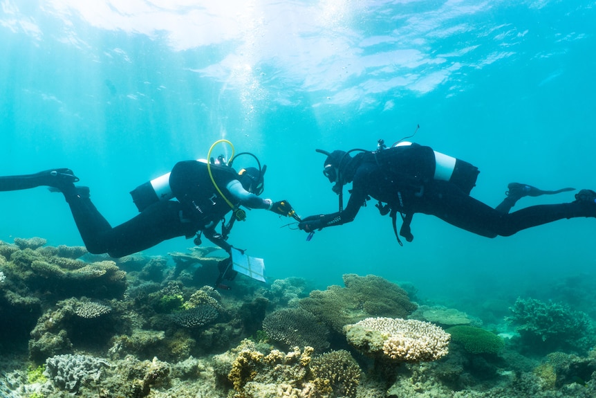Two divers underwater looking at coral