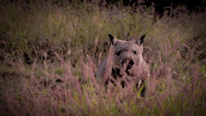 Northern hairy-nosed wombat population expands