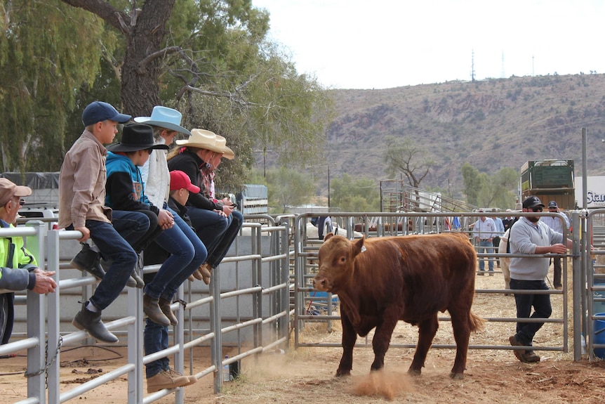 Kids sitting along a metal fence with a bull in the ring.