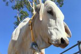 Cow wears GPS tracker around its neck