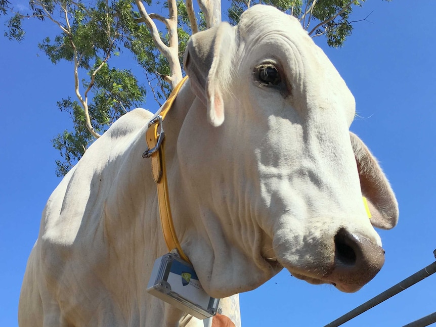 Cow wears GPS tracker around its neck