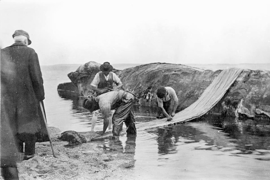 A group of men work on dismembering a whale carcass.