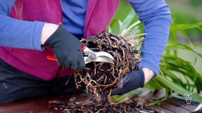 Secateurs being used to cut roots of a pot plant