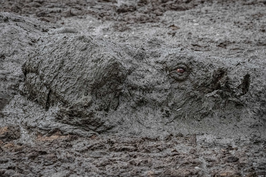 Hippo covered in mud