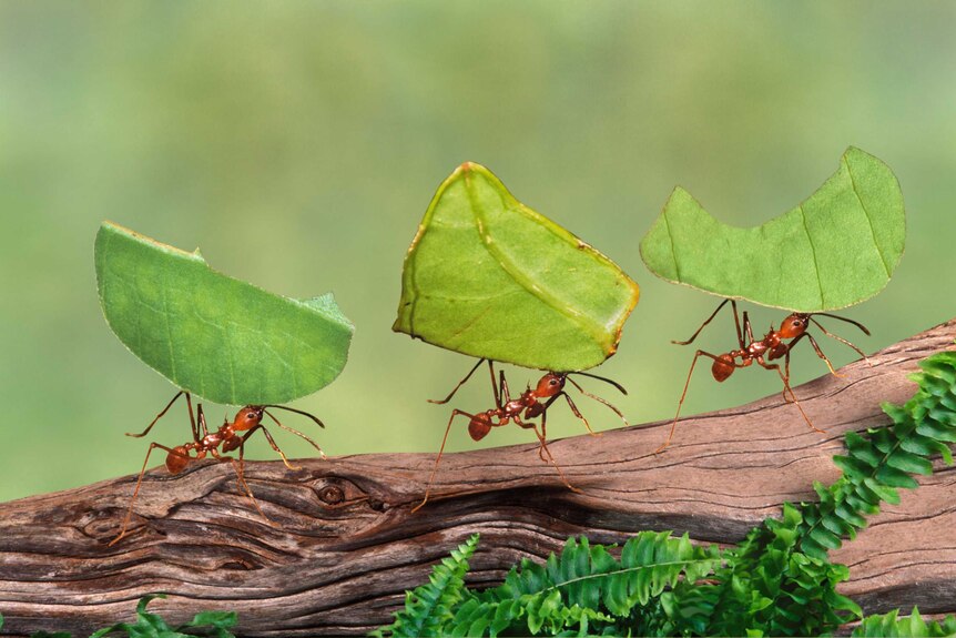 Close-up of three ants walking along a branch carrying leaves
