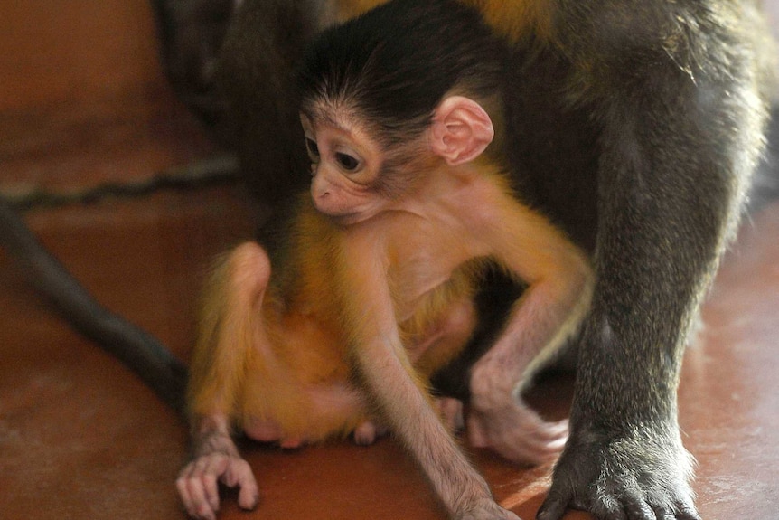 A small baby monkey sits close to an adult monkey.