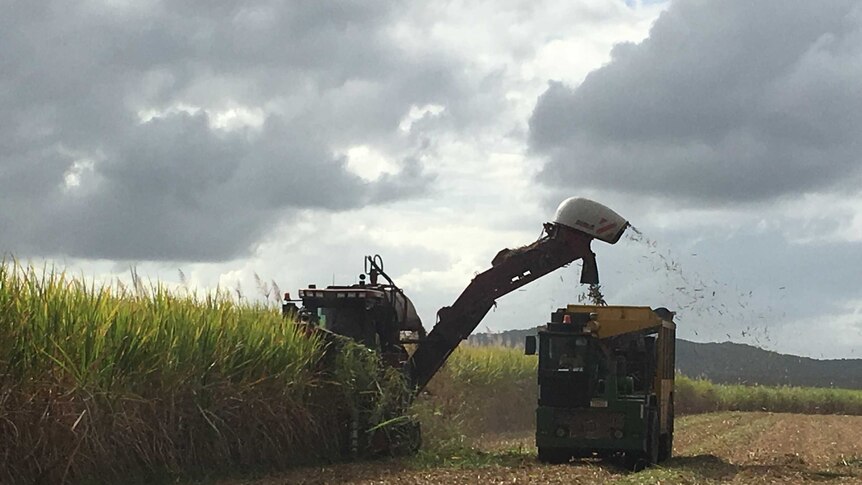 A cane harvester in action.