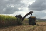 A cane harvester in action.