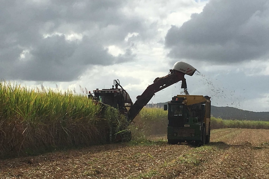 A cane harvester in action.