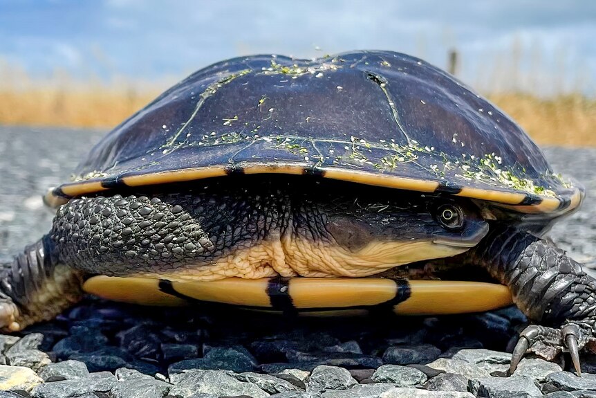 Turtle turning it's head, standing on rocks