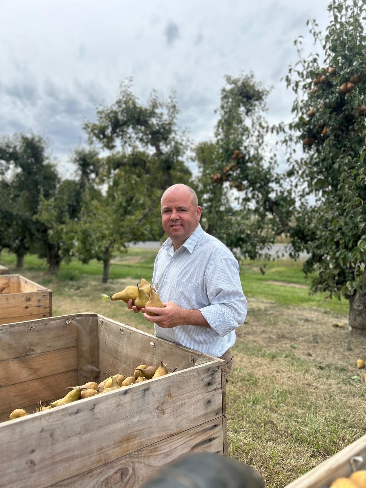 A man in a light coloured shirt stands in an orchard holding pears