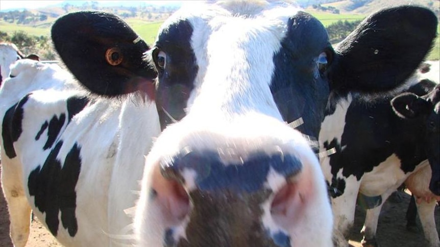 Dairy cow close up