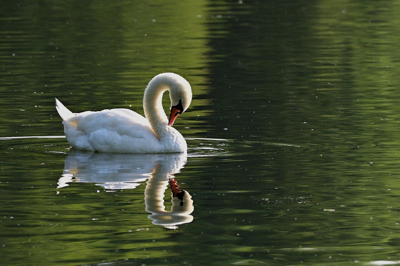 swan sits atop water, with its reflection clear on the water's surface