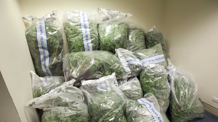 Seized cannabis in bags in ACT Policing storage.