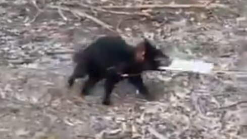 Tasmanian devil cancers targeted by human drugs - BBC News