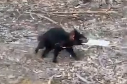 A still image of a Tasmanian devil holding a white block of chocolate in its mouth