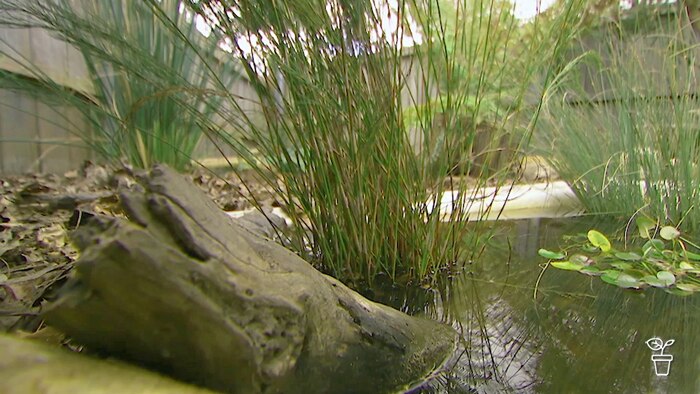 Pond in a backyard with a log and native grasses around it.