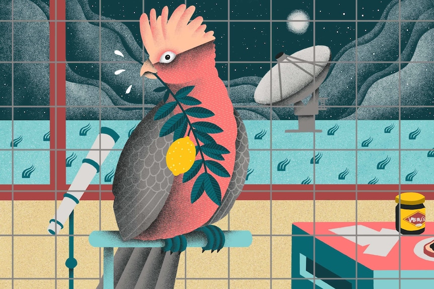 Colour illustration of a rose pink and black galah perched in front of a night sky full of stars and a satellite dish.