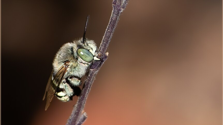 A bee with giant green eyes sits on the stem of a plant