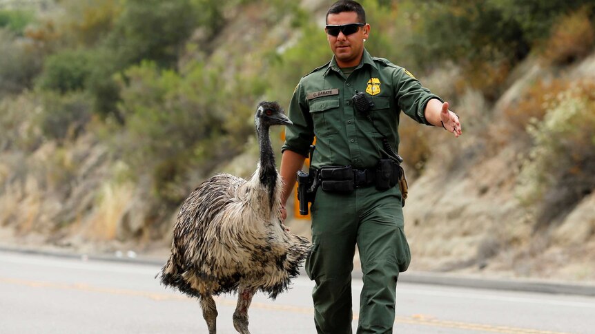 US Customs officer tries to move emu off the road