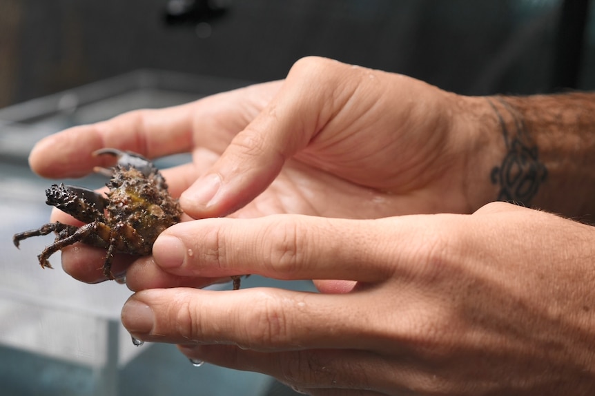 Hand holds up a crab covered in tiny sponges.