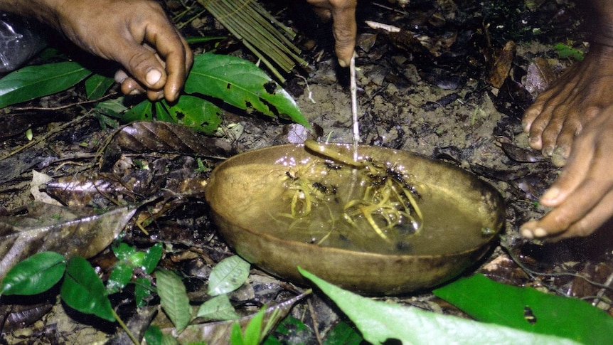 Intoxicating ants with Ayahuasca.