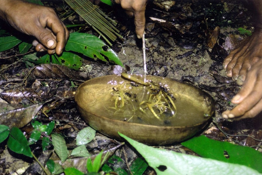 Intoxicating ants with Ayahuasca.