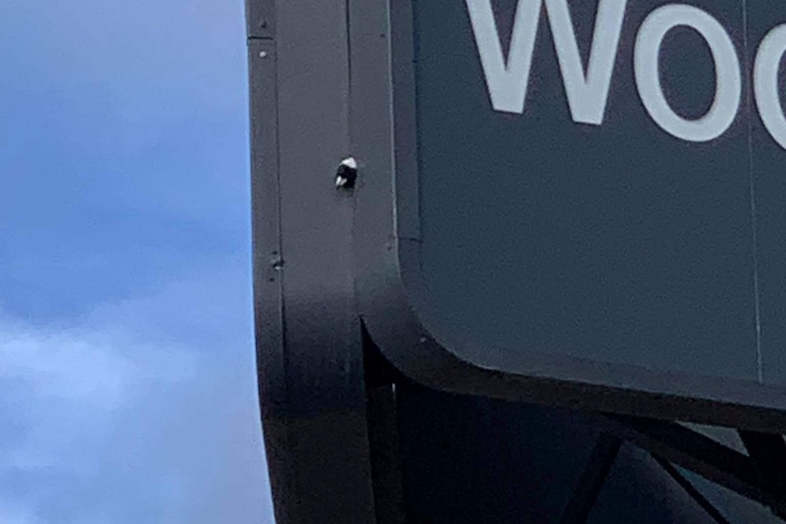 A close up of a bird head through a shopping centre sign