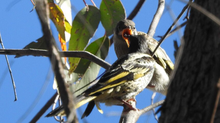 Fledging regent honeyeater being fed by its mother.