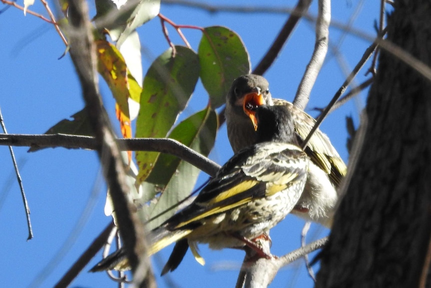 Fledging regent honeyeater being fed by its mother.