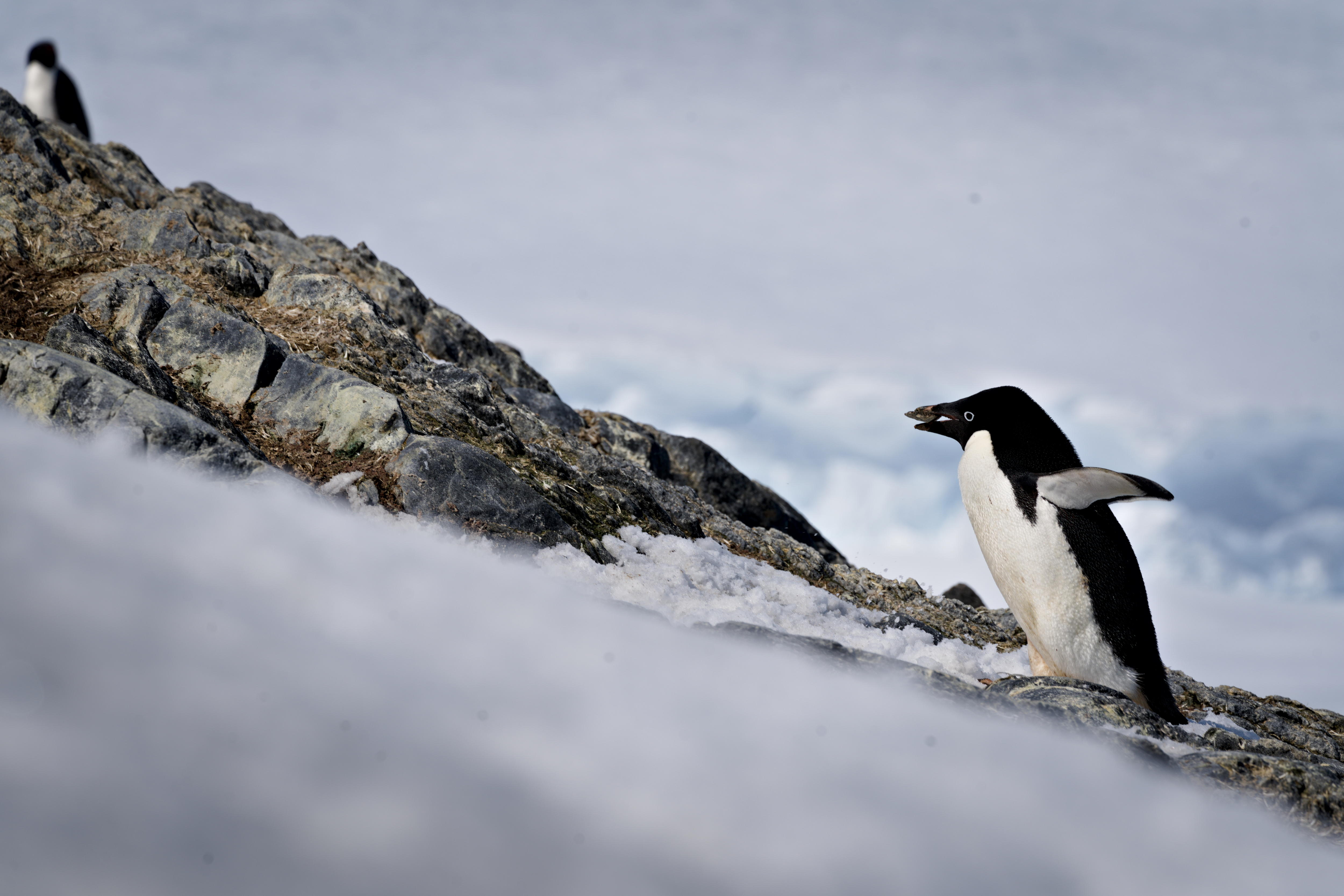 Un pingüino corre cuesta arriba.