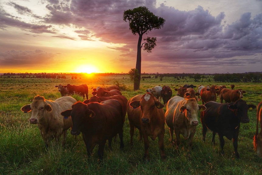 A sunset photo with a group of cattle in the foreground