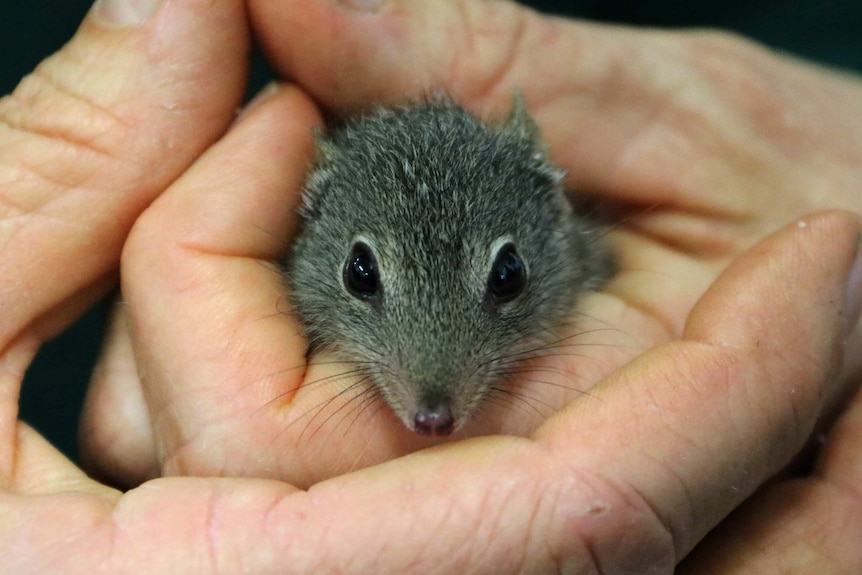 A baby dibbler is held in a person's hands.