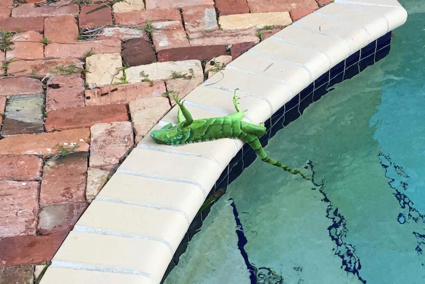 A frozen iguana lies on its back with its legs in the air next to a swimming pool.