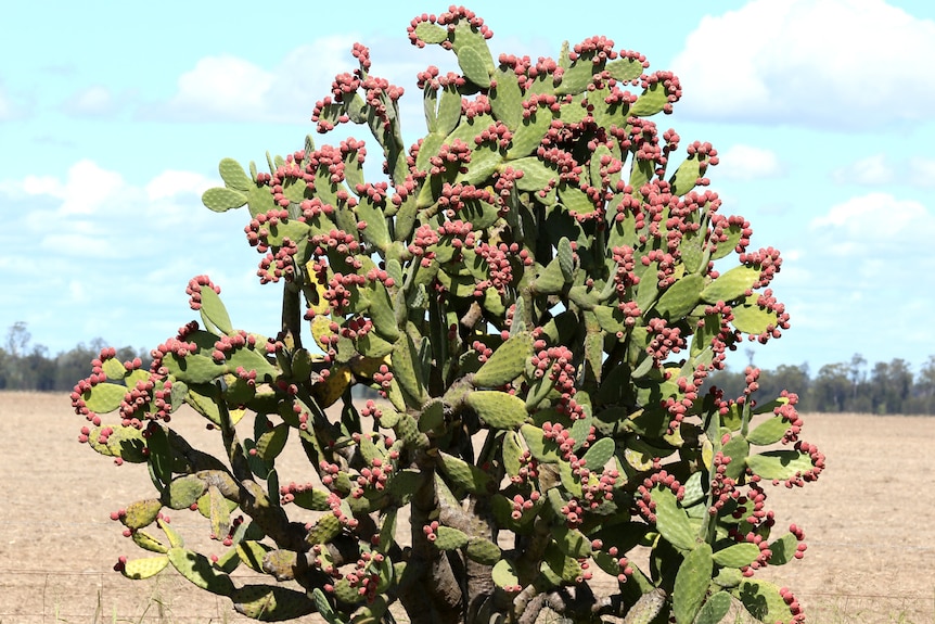 A large cactus plant loaded with pink fruit against a light blue sky with scattered clouds, bare earth, trees in the distance.