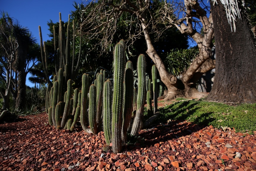 A photo of cacti in a succulent garden in the Botanical Gardens in Sydney.