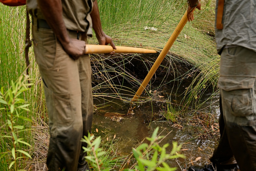 Rangers are seen placing oars into murky swamp water at a crocodile nest.