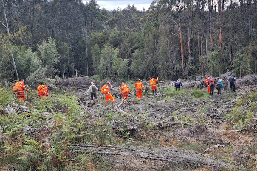 11 search and rescue workers walk towards a dense row of trees search the ground. Some are wearing orange hi-vis