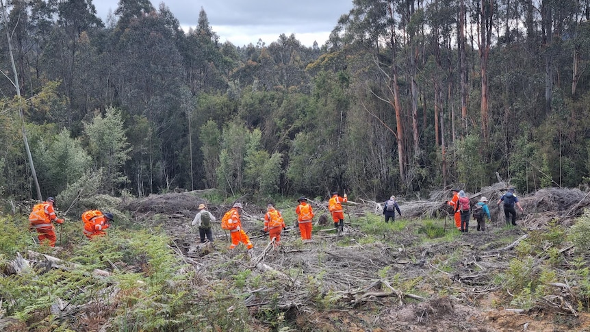 11 search and rescue workers walk towards a dense row of trees search the ground. Some are wearing orange hi-vis