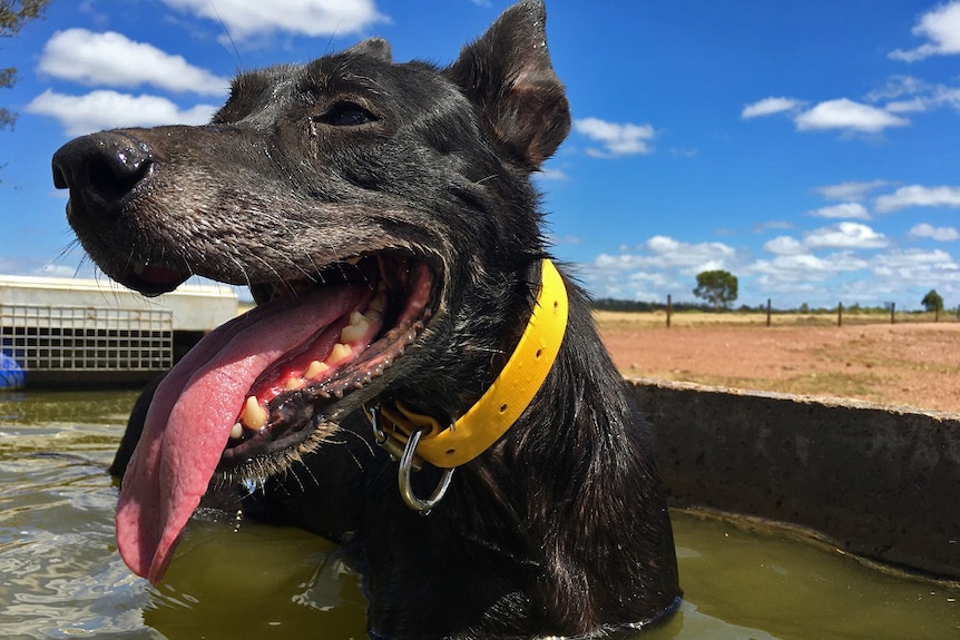 A Kelpie stands in water after working cattle.