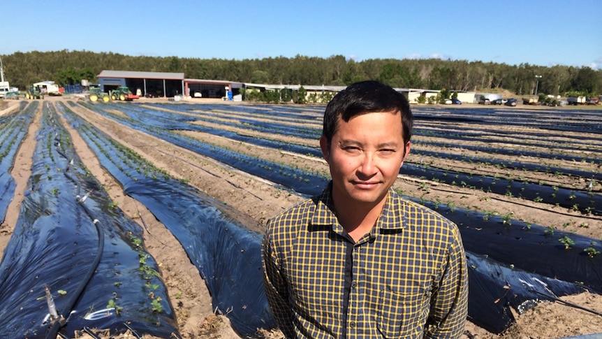 Caboolture strawberry farmer George Him standing in front of a flood-damaged strawberry paddock.