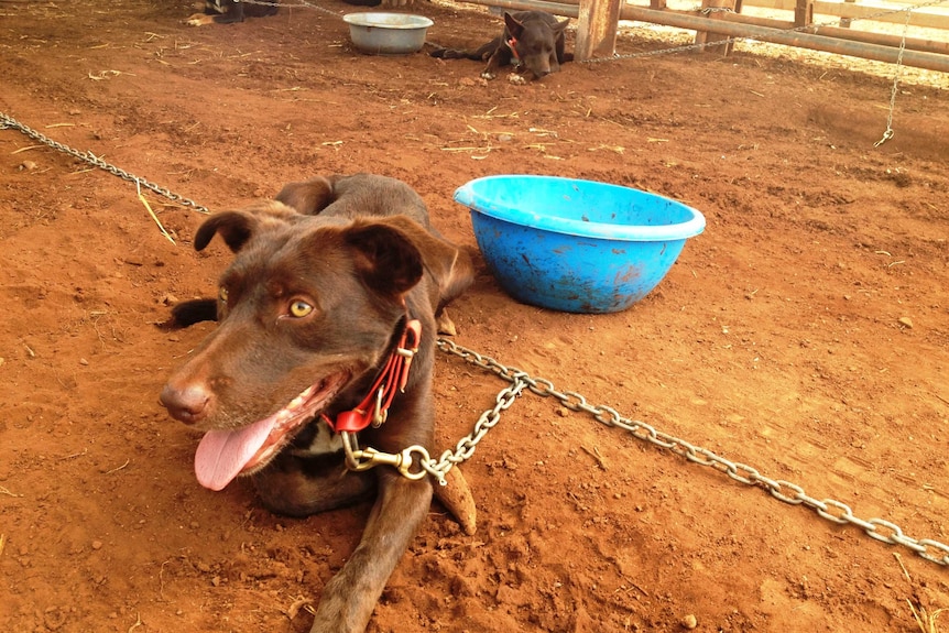 A working dog school was recently held in WA's Pilbara