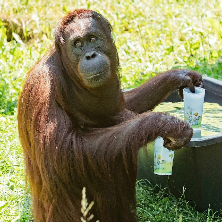 An orang-utan fills his cups with water as he looks behind him.