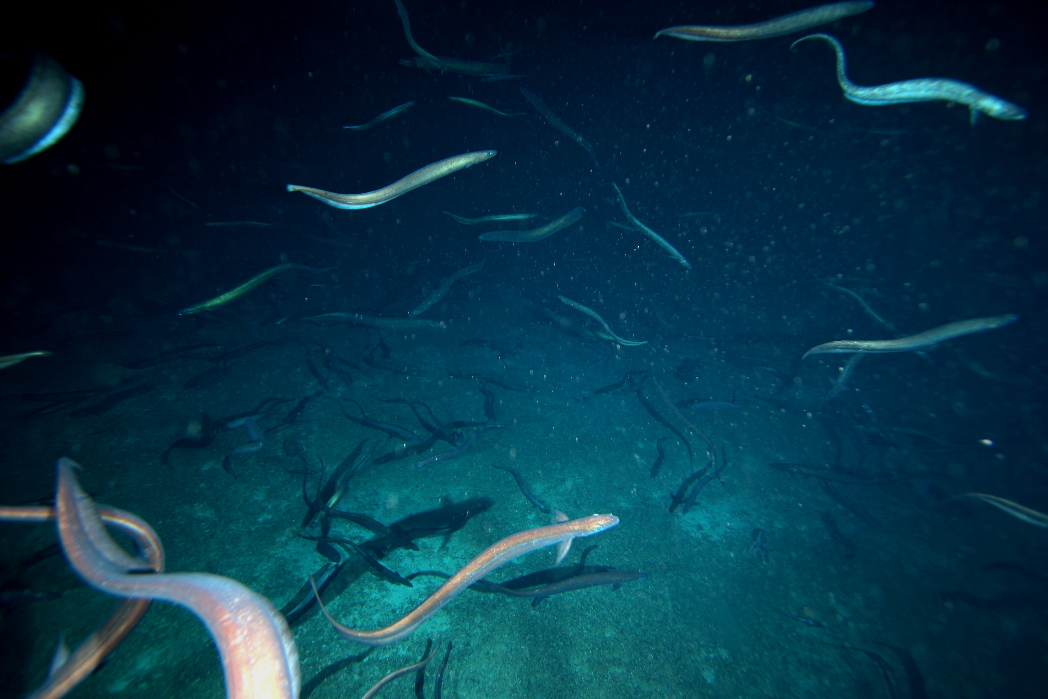 Giant ball of 2.8 million eels gathers off Tasmania's coast to spawn