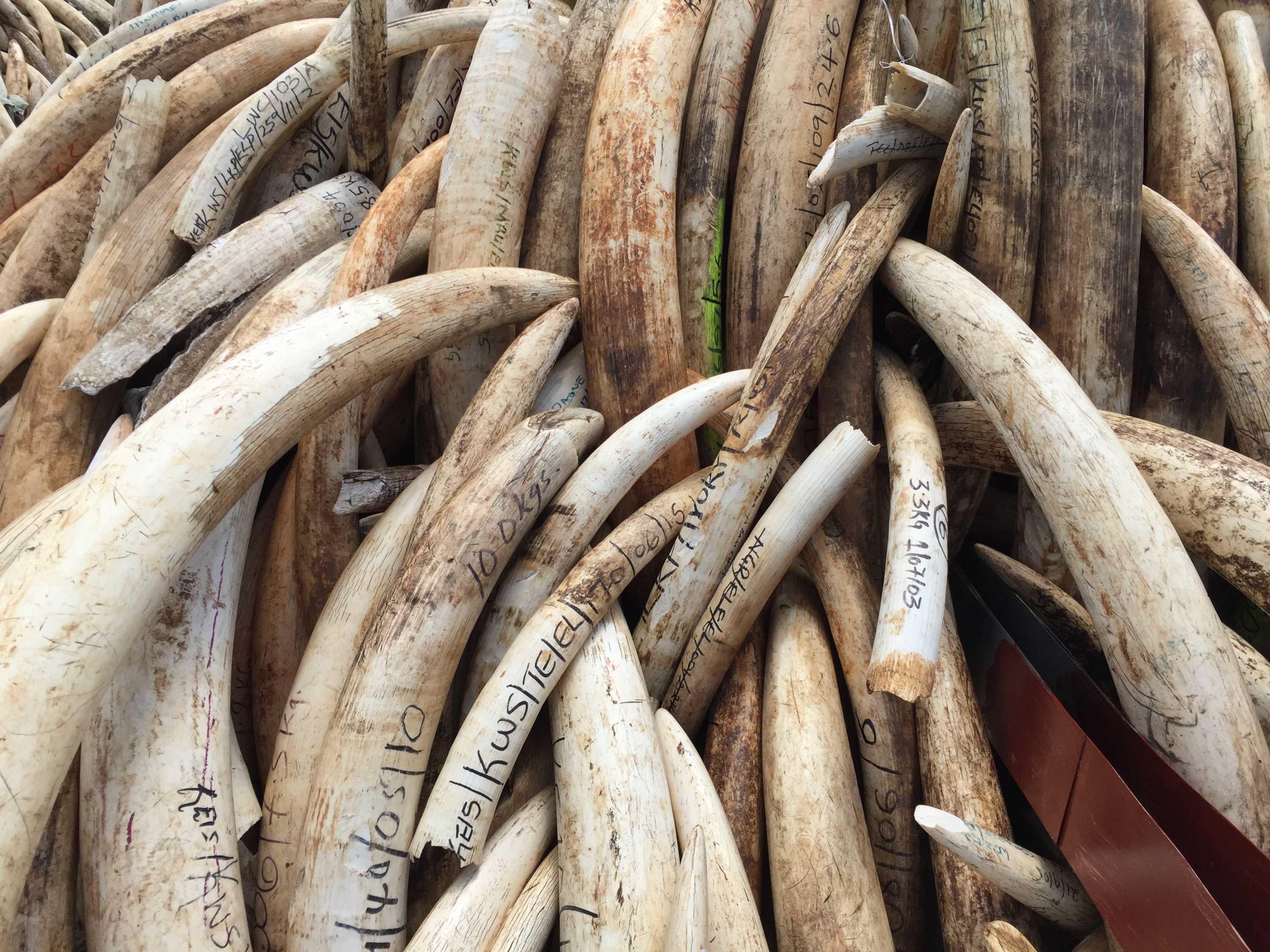 Kenya burns elephant tusks to protest 'unprecedented' levels of ivory