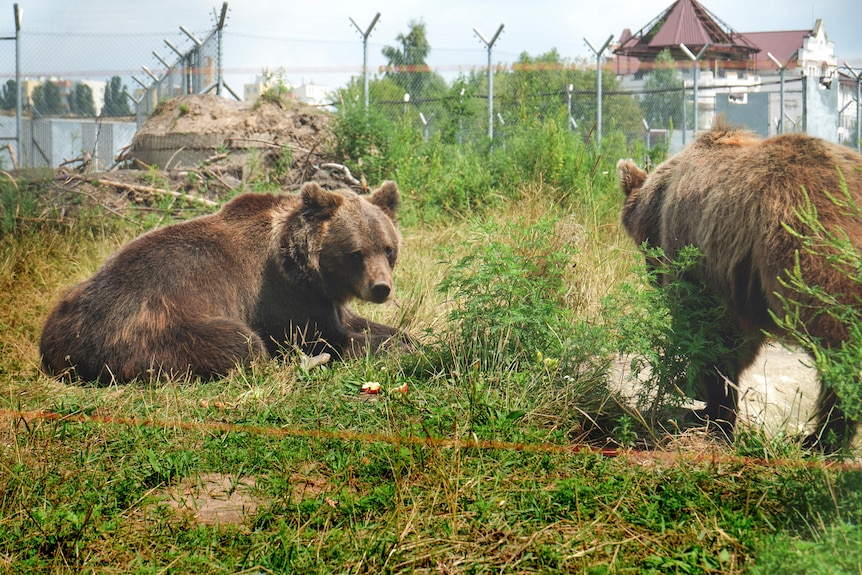 Two brown bears sit in green field surrounded by iron fence on summer's day 