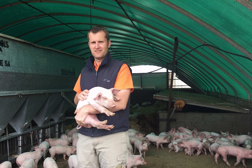 A man holds a piglet while standing in covered sow stalls.