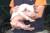 A man holds a piglet in his arms