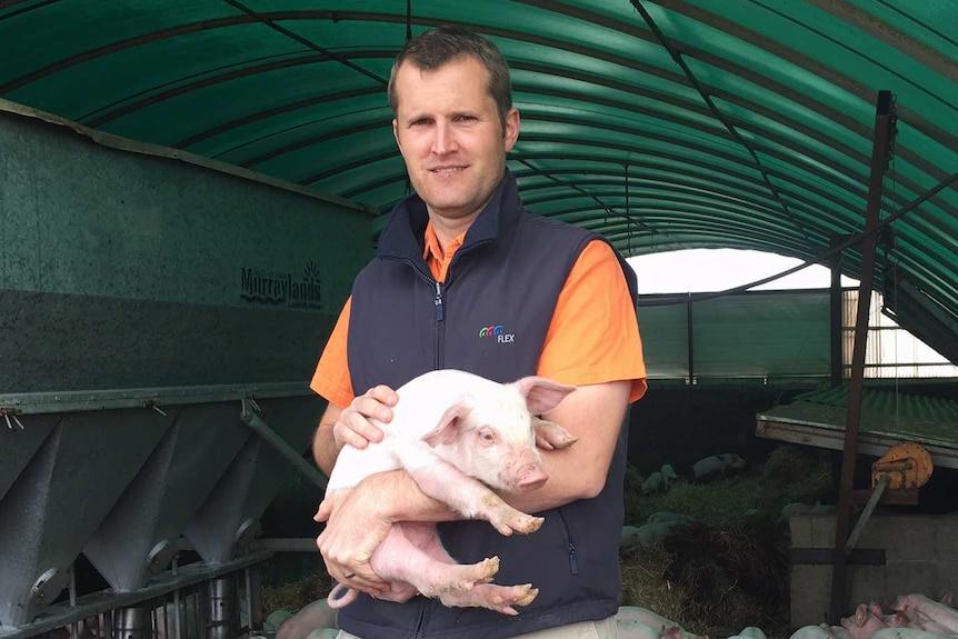 A man holds a piglet in his arms