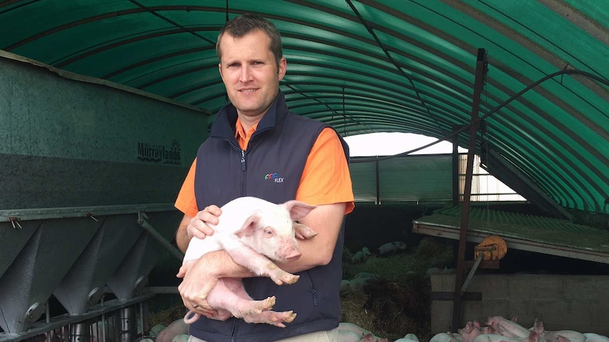 A man holds a piglet in his arms